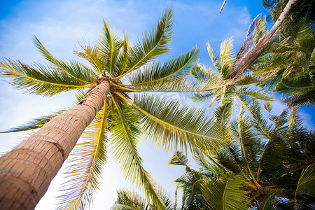 在沙滩背景蓝天的可可椰子树