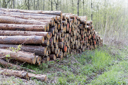 木头堆摄影照片_一堆木头在森林里