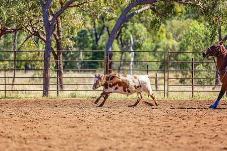 澳大利亚乡村牛仔竞技表演中的奔跑小牛
