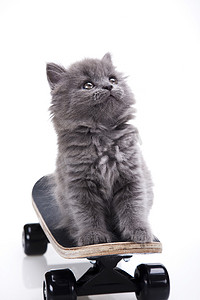 滑板猫，萌宠炫彩主题