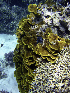 大堡礁水下场景
