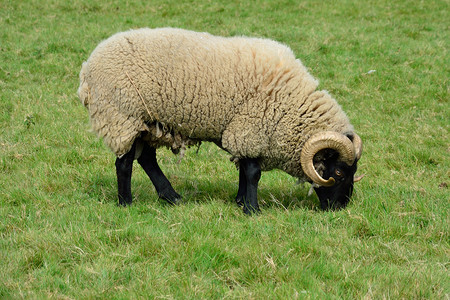 羊头素描摄影照片_稀有品种绵羊在田间吃东西