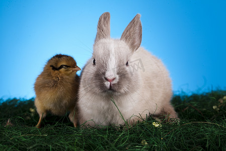 复活节快乐，小鸡和兔子