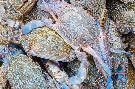 海鲜市场上的新鲜蓝蟹
