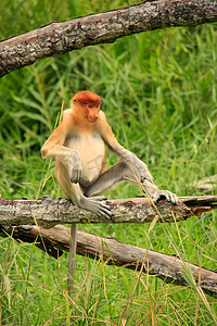 年轻的长鼻猴坐在树上，婆罗洲，马来西亚