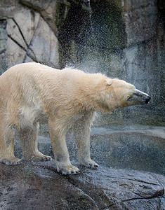 北极熊从皮毛中抖出水