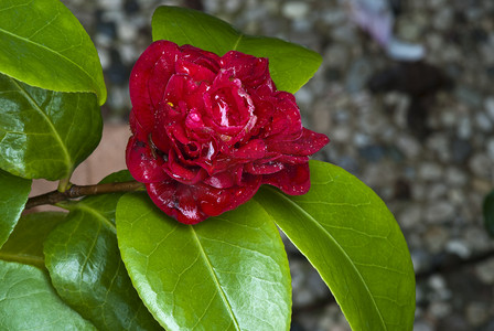盛开的黑色花摄影照片_红玫瑰