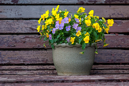 花盆里的黄色和紫色三色堇花