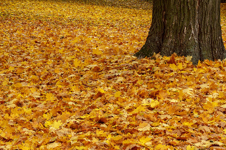 公园地面上的秋色叶