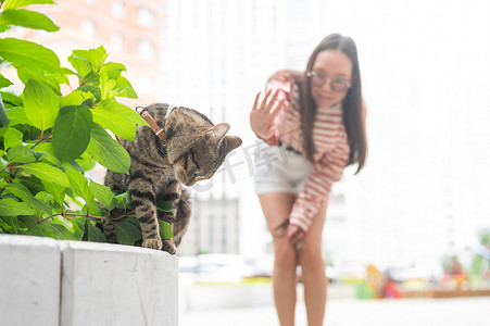 斜条纹底纹摄影照片_一只条纹猫坐在户外的长凳上。