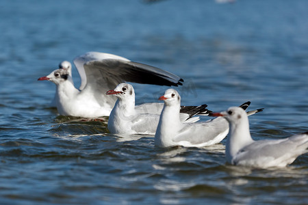 漂浮的羽毛摄影照片_海鸥排成一排漂浮在海面上。