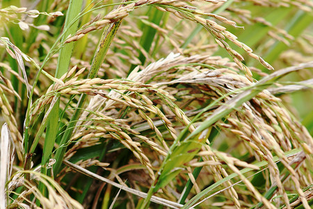 巴厘语摄影照片_农场里的稻米。
