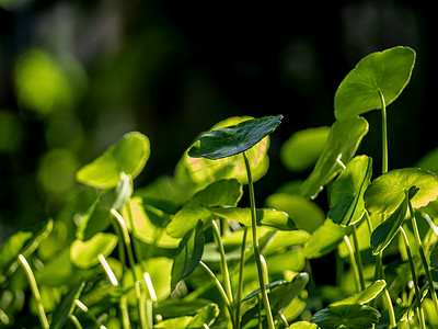 水仙草的叶子作为绿色背景