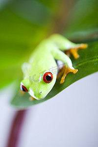 绿色小青蛙摄影照片_在五颜六色的背景的红眼睛的青蛙绿树