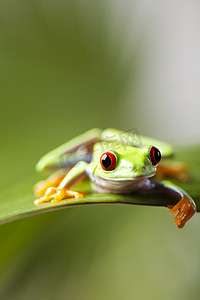 绿色小青蛙摄影照片_彩色背景丛林中的青蛙