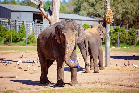 大象是现存最大的陆生动物