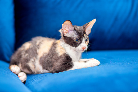 斯芬克斯摄影照片_斯芬克斯混血小猫躺在沙发上。