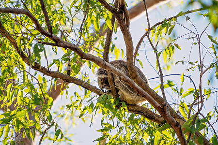 澳大利亚考拉摄影照片_澳大利亚考拉睡在树上