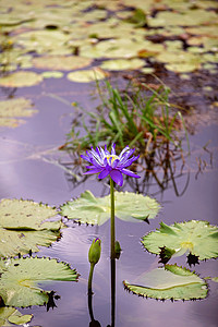 池塘里的紫色睡莲花