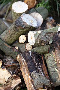 tif格式摄影照片_新砍伐的木材 - 水平格式