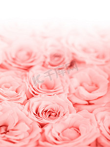 新鲜的粉红色玫瑰边框