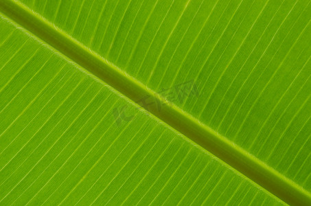 灯光灯摄影照片_带边缘灯的香蕉叶