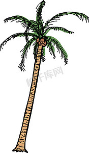 手绘椰子摄影照片_孤立的卡通椰子树