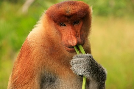 长鼻猴吃东西的肖像，婆罗洲，马来西亚