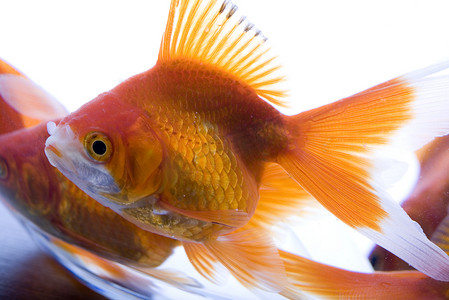 水族馆里的金鱼用水