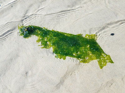 漂浮在有沙子的水中的绿色海带或海草