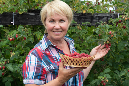 中年妇女在篮子里采摘成熟的覆盆子，夏季收获浆果