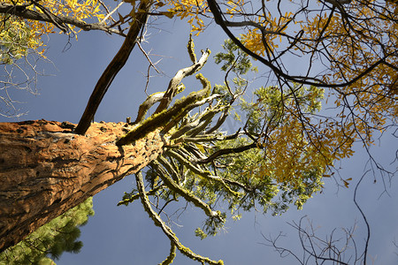 从底部的巨型红杉