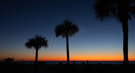 在落日的光芒的棕榈树