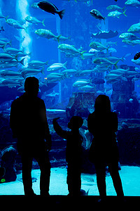 迪拜棕榈岛摄影照片_棕榈岛迪拜亚特兰蒂斯酒店的巨大水族馆