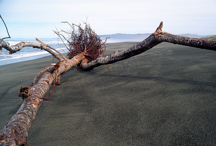 漂流木，门多西诺海岸，加利福尼亚