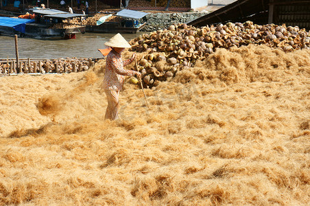湄公河三角洲摄影照片_亚洲工人、椰子、越南人、椰子、湄公河三角洲