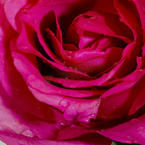 美丽的深红玫瑰的特写视图