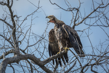 鸟张开嘴巴摄影照片_南非克鲁格国家公园的黄鹰