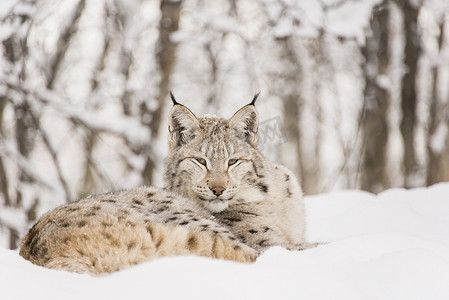 天猫模版摄影照片_放松在雪的天猫座