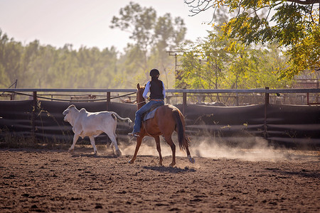 骑牛摄影照片_女牛仔在 Campdraft Rodeo 活动中放牧小牛
