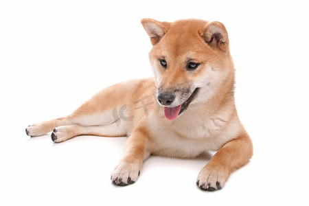 在白色背景前的 Shiba Inu 狗