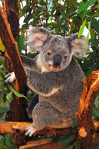 澳大利亚考拉摄影照片_树上的考拉