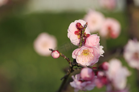 美丽的梅花