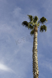 文案背景摄影照片_在天空背景上的棕榈树