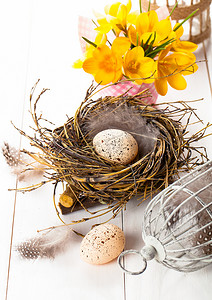 复活节彩蛋与鸟笼和黄色春番红花一起筑巢。
