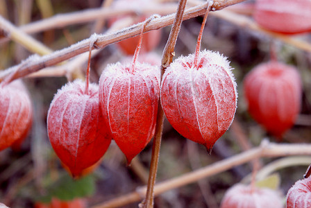 用雪覆盖的果壳西红柿果实。