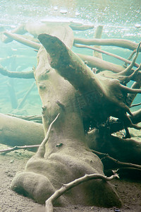 冰冻海狸池塘冰下的沉木