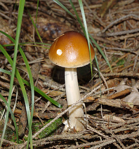 鲜艳的蘑菇摄影照片_戴着鲜艳帽子的漂亮蘑菇
