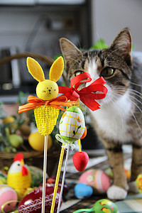 滑稽兔子摄影照片_复活节兔子和滑稽的猫