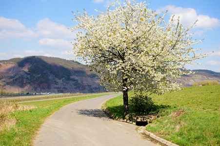 道路和樱桃树